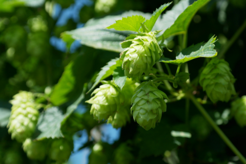 Zum Artikel "Forschung mit Hopfen: Mehr als die Seele eines Bieres"